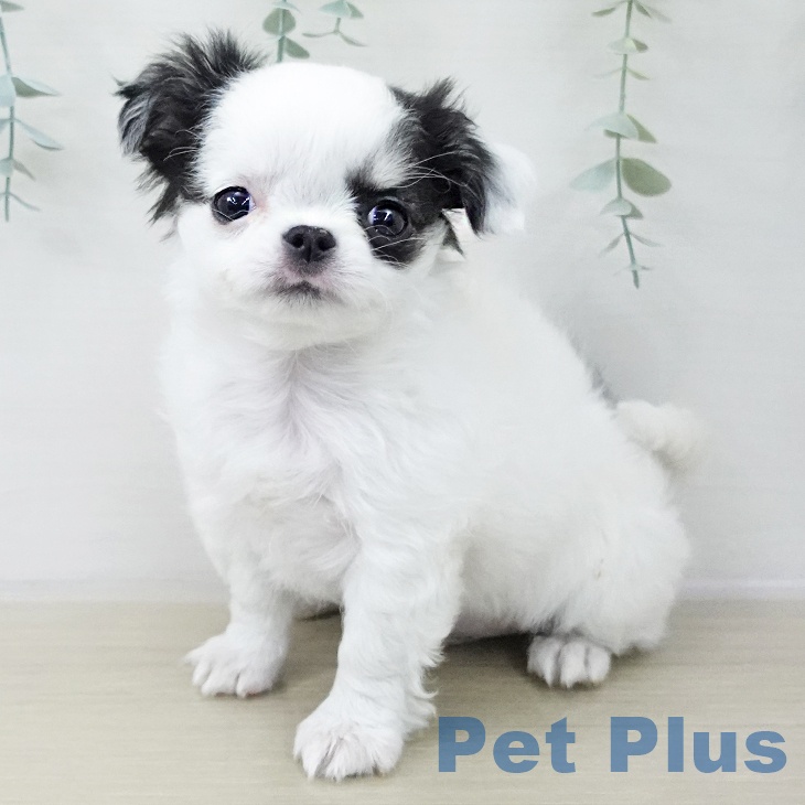 長野県のチワワ(ロング) (ペットプラス 松本店/2025年12月13日生まれ/男の子/ホワイトブラックタン)の子犬の2枚目の画像