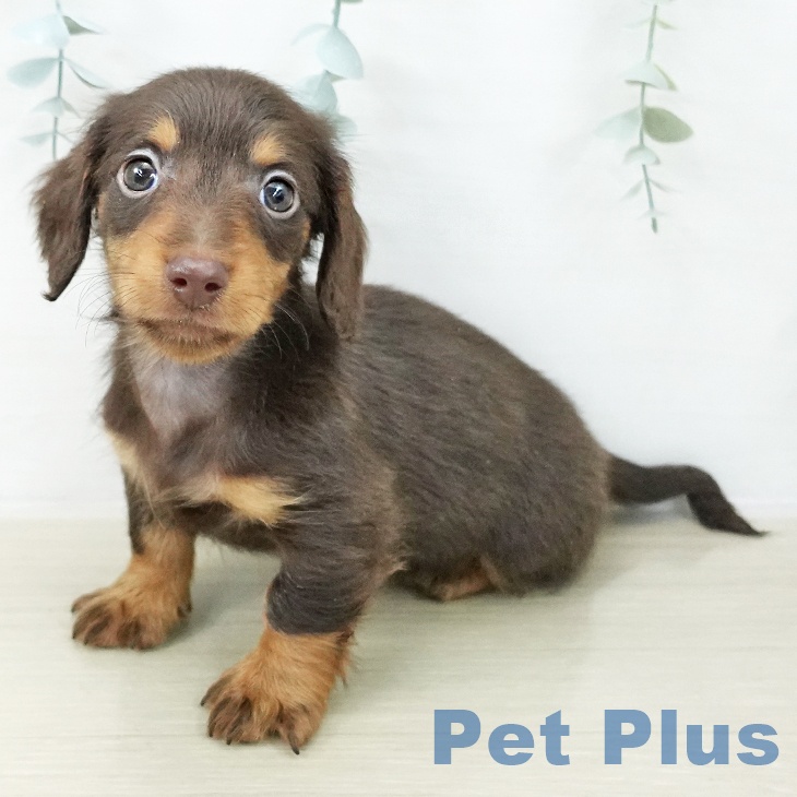 岩手県のカニンヘンダックスフンド(ロング) (ペットプラス 盛岡南店/2025年12月12日生まれ/男の子/チョコレートタン)の子犬の1枚目の画像