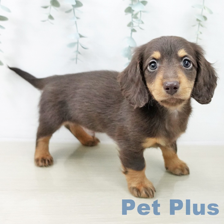 群馬県のカニンヘンダックスフンド(ロング) (ペットプラス イオンモール太田店/2025年12月12日生まれ/男の子/チョコレートタン)の子犬の1枚目の画像