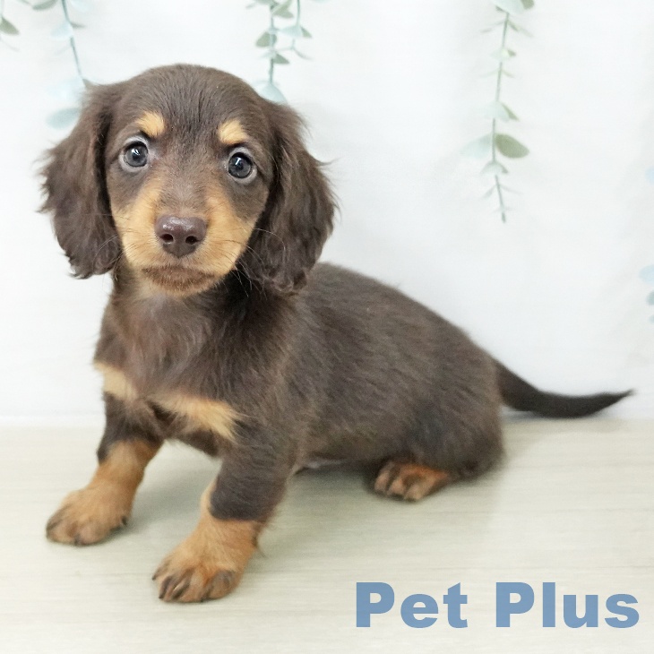 群馬県のカニンヘンダックスフンド(ロング) (ペットプラス イオンモール太田店/2025年12月12日生まれ/男の子/チョコレートタン)の子犬の2枚目の画像
