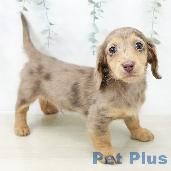 埼玉県のカニンヘンダックスフンド(ロング) (ペットプラス 羽生店/2025年12月12日生まれ/男の子/チョコレートダップル)の子犬の2枚目の画像