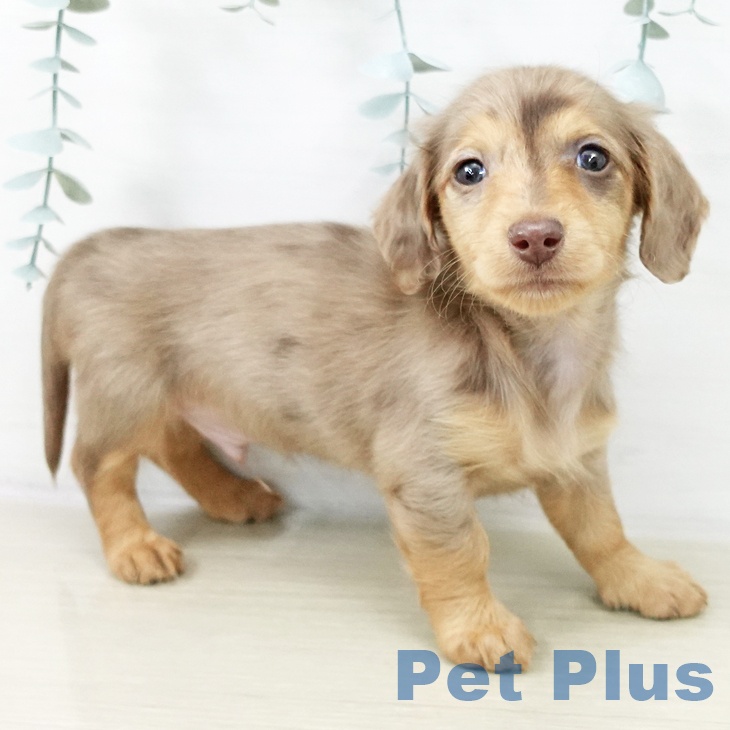 カニーンヘン・ダックスフンド