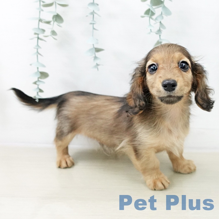 ミニチュア・ダックスフンド