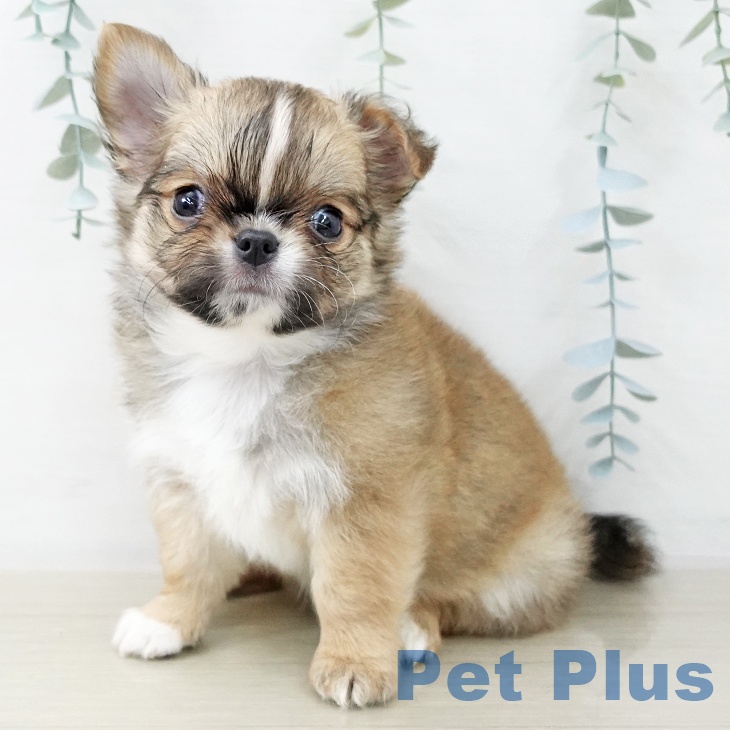 山形県のチワワ(ロング) (ペットプラス 天童店/2025年12月15日生まれ/男の子/レッドホワイト)の子犬の1枚目の画像