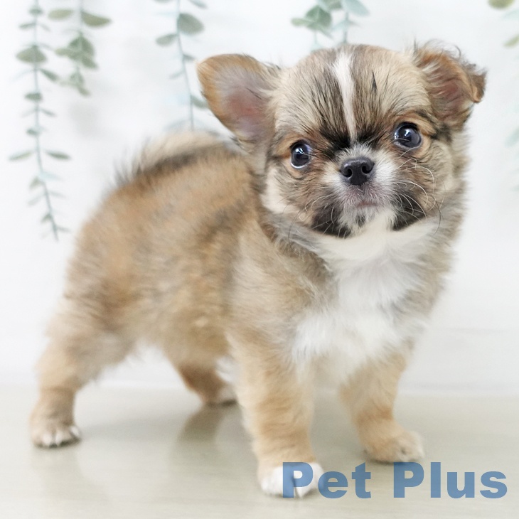 山形県のチワワ(ロング) (ペットプラス 天童店/2025年12月15日生まれ/男の子/レッドホワイト)の子犬の2枚目の画像