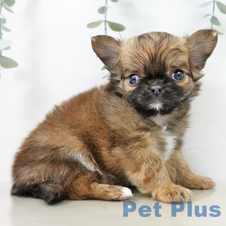 長野県のチワワ(ロング) (ペットプラス 松本店/2025年12月15日生まれ/男の子/レッドホワイト)の子犬