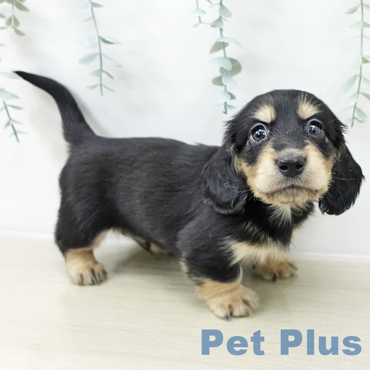 ミニチュア・ダックスフンド