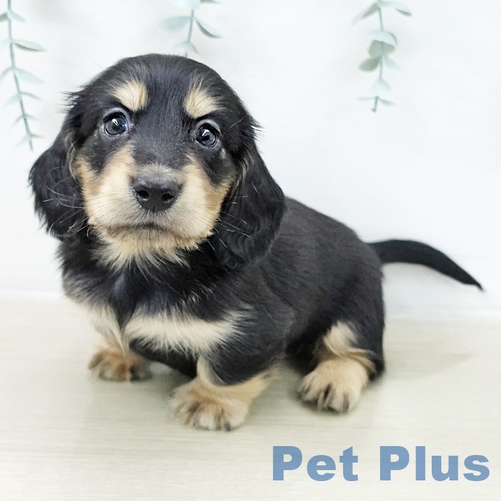 千葉県のミニチュアダックスフンド(ロング) (ペットプラス 船橋店/2025年12月15日生まれ/男の子/ブラックタン)の子犬の2枚目の画像