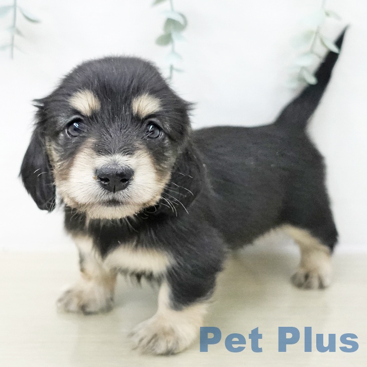 埼玉県のミニチュアダックスフンド(ロング) (ペッツワン 浦和美園店/2025年12月15日生まれ/女の子/ブラックタン)の子犬の2枚目の画像