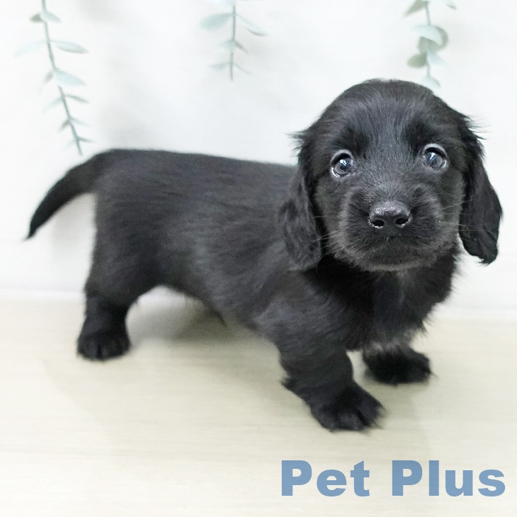 ミニチュア・ダックスフンド