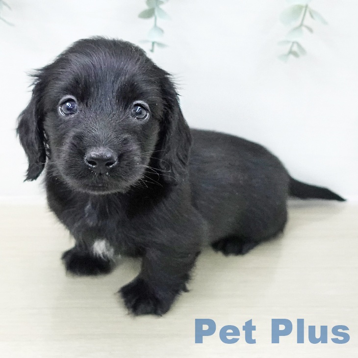 ミニチュア・ダックスフンド