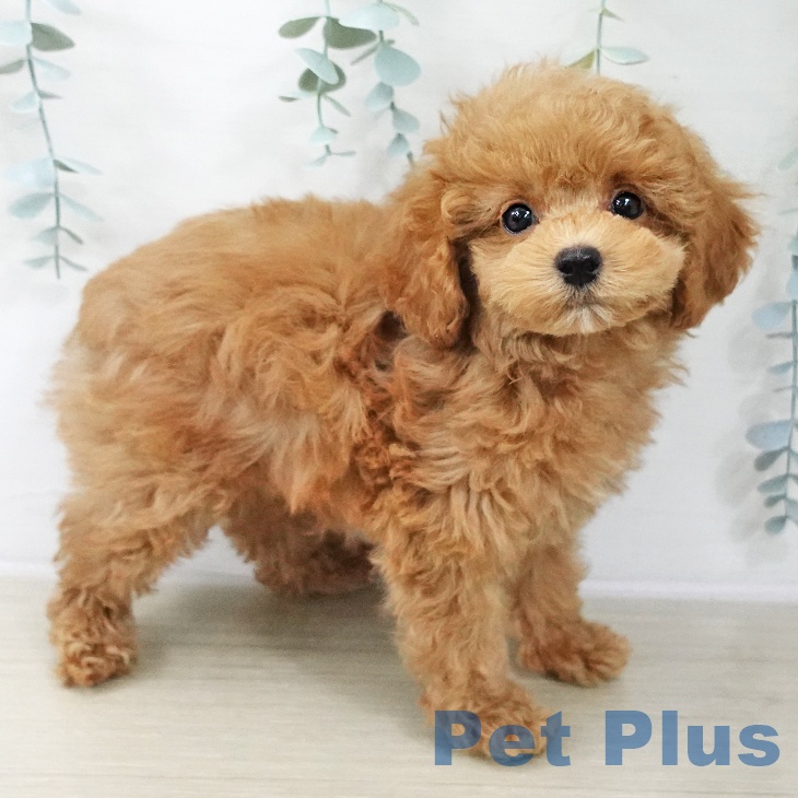 茨城県のトイプードル(トイ) (ペットプラス つくば店/2025年12月6日生まれ/男の子/レッド)の子犬の1枚目の画像