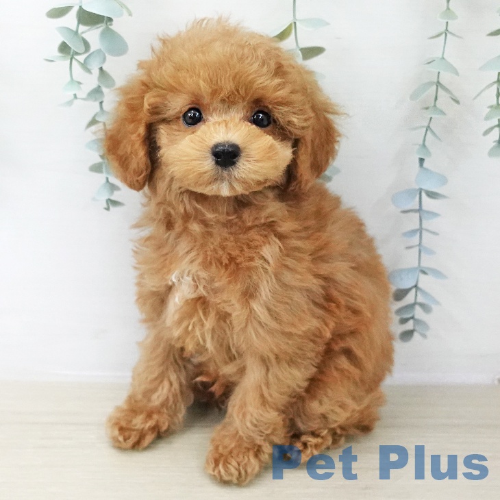 茨城県のトイプードル(トイ) (ペットプラス つくば店/2025年12月6日生まれ/男の子/レッド)の子犬の2枚目の画像