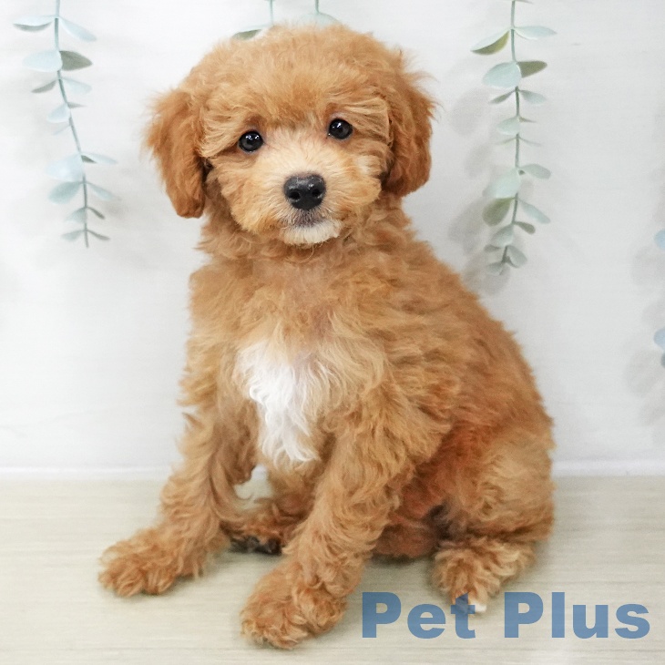 長野県のトイプードル(トイ) (ペットプラス 長野店/2025年12月6日生まれ/女の子/アプリコット)の子犬の1枚目の画像