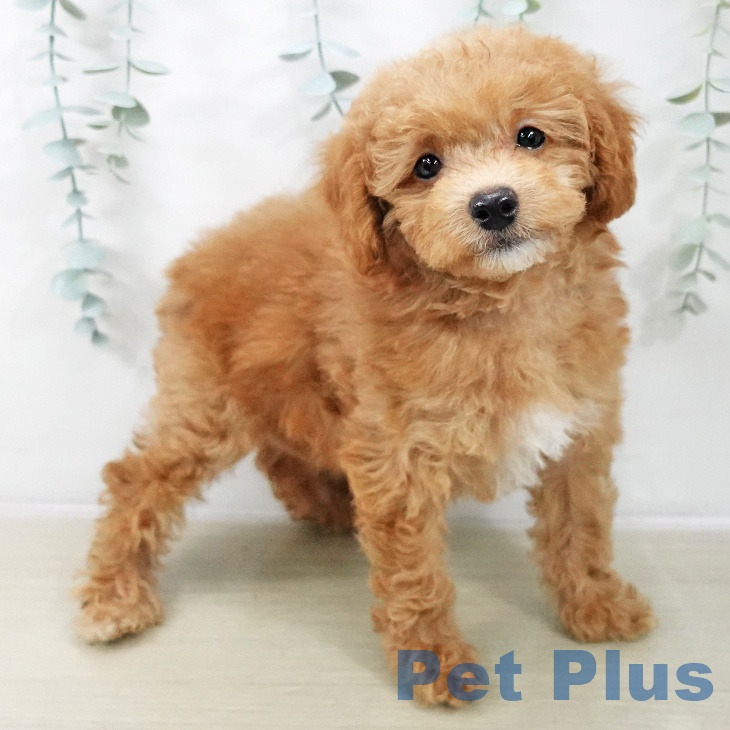 長野県のトイプードル(トイ) (ペットプラス 長野店/2025年12月6日生まれ/女の子/アプリコット)の子犬の2枚目の画像