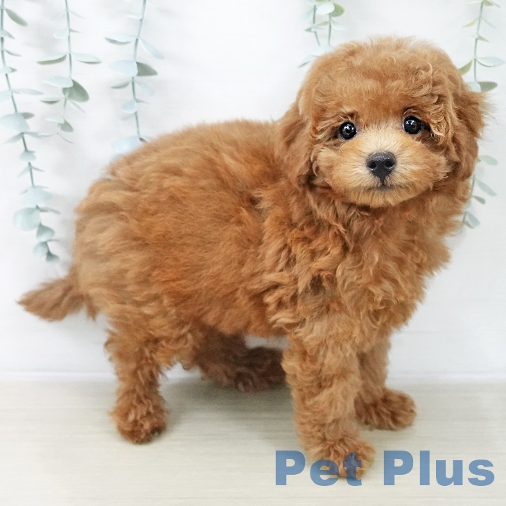 トイ・プードル