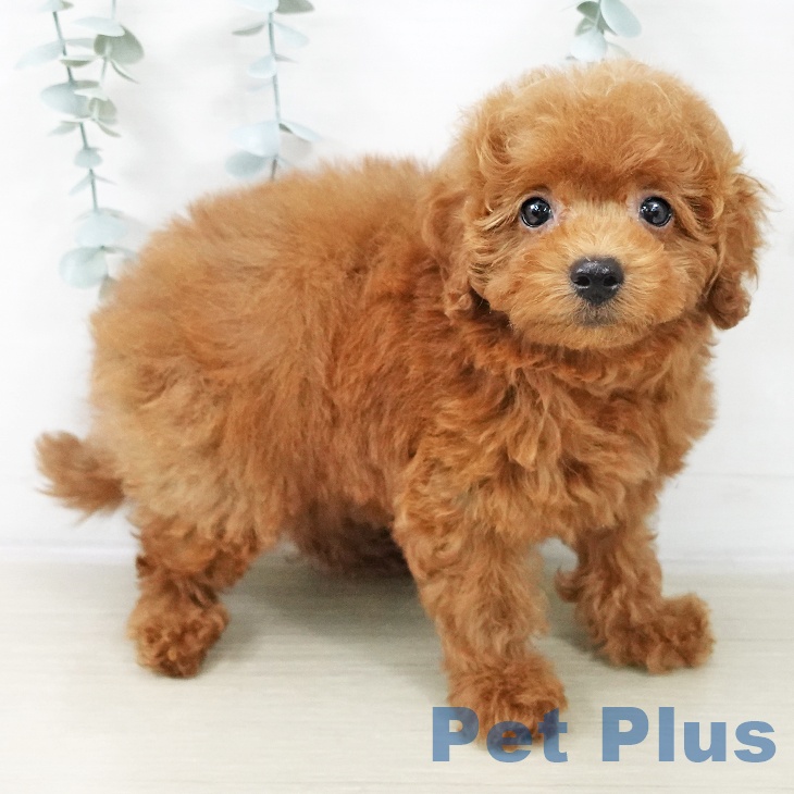 トイ・プードルの写真2