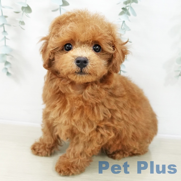 埼玉県のトイプードル(トイ) (ペットプラス 川口店/2025年12月10日生まれ/女の子/レッド)の子犬の1枚目の画像