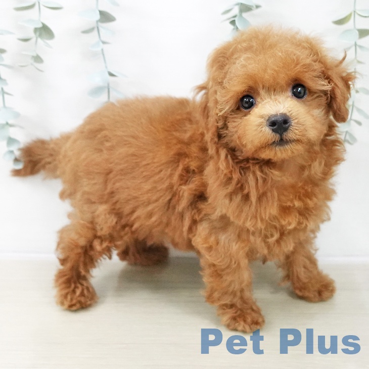 埼玉県のトイプードル(トイ) (ペットプラス 川口店/2025年12月10日生まれ/女の子/レッド)の子犬の2枚目の画像