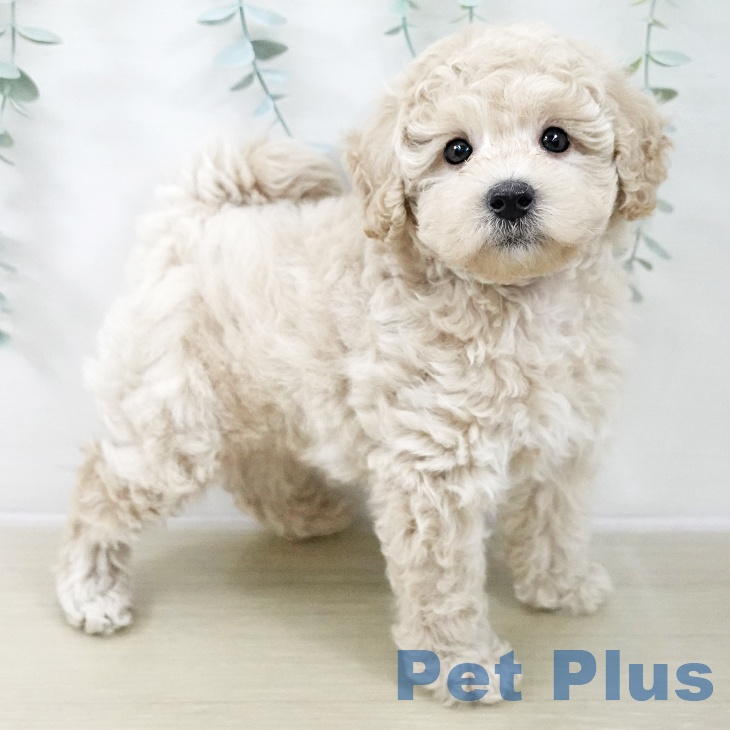 トイ・プードル