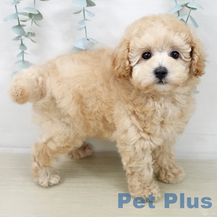 トイ・プードル