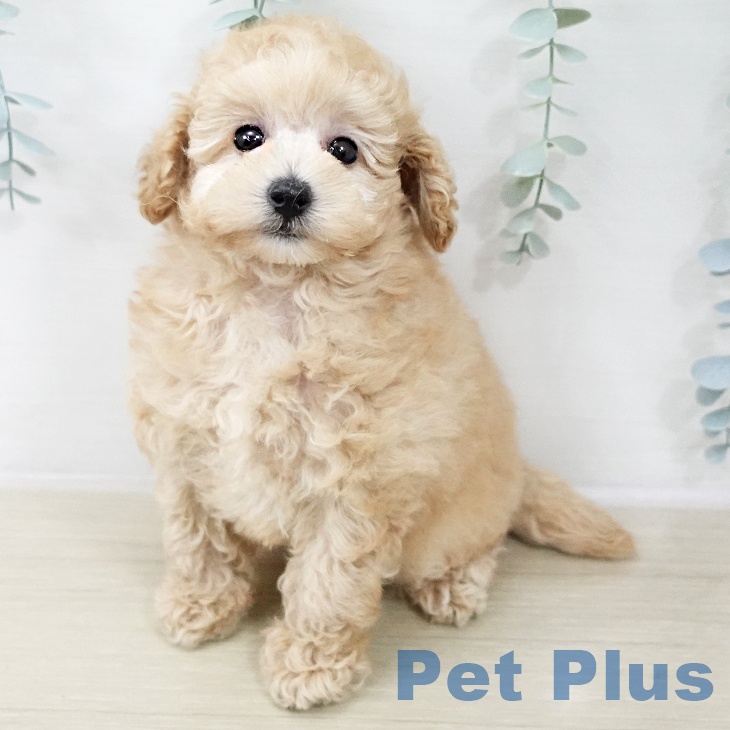 トイ・プードルの写真2