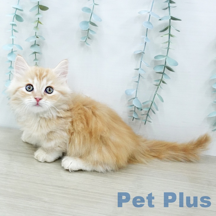 神奈川県のマンチカン (ペットプラス テラスモール湘南店/2025年12月17日生まれ/男の子/レッドタビー)の子猫