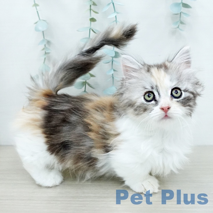 マンチカンの写真2