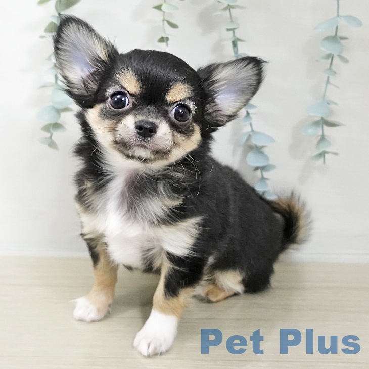長野県のチワワ(ロング) (ペットプラス 須坂店/2025年12月13日生まれ/男の子/ブラックタンホワイト)の子犬の1枚目の画像