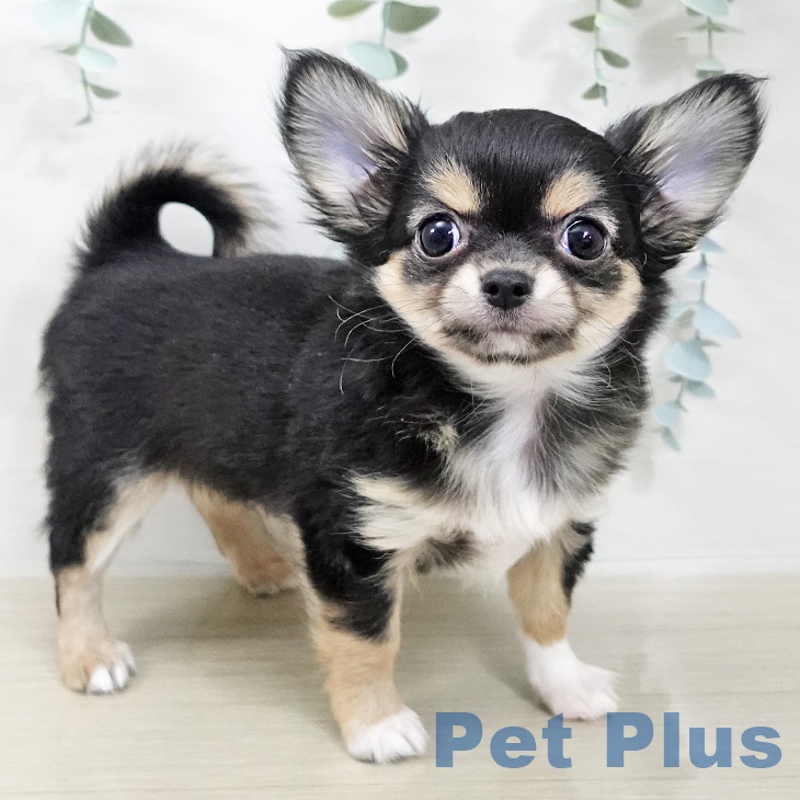 長野県のチワワ(ロング) (ペットプラス 須坂店/2025年12月13日生まれ/男の子/ブラックタンホワイト)の子犬の2枚目の画像