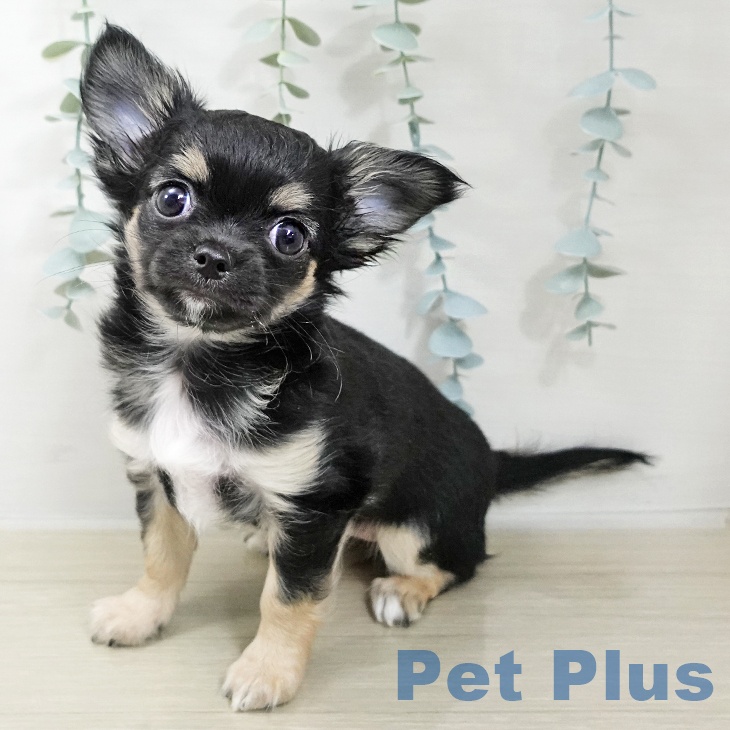 埼玉県のチワワ(ロング) (ペッツワン 浦和美園店/2025年12月13日生まれ/女の子/ブラックタンホワイト)の子犬の1枚目の画像