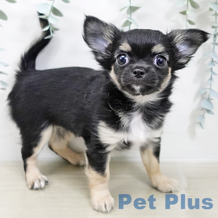 埼玉県のチワワ(ロング) (ペッツワン 浦和美園店/2025年12月13日生まれ/女の子/ブラックタンホワイト)の子犬の2枚目の画像