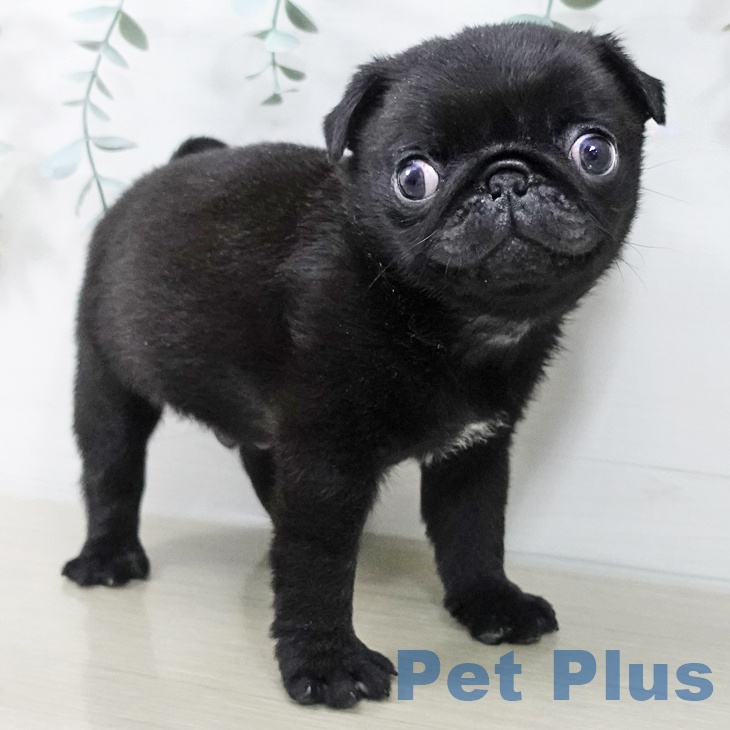千葉県のパグ (ペットプラス 幕張新都心店/2025年12月15日生まれ/男の子/ブラック)の子犬の2枚目の画像