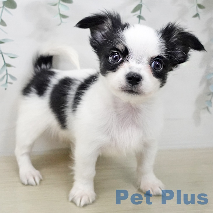 東京都のチワワ(ロング) (ペットプラス 多摩平の森店/2025年12月17日生まれ/女の子/ホワイトブラックタン)の子犬の2枚目の画像