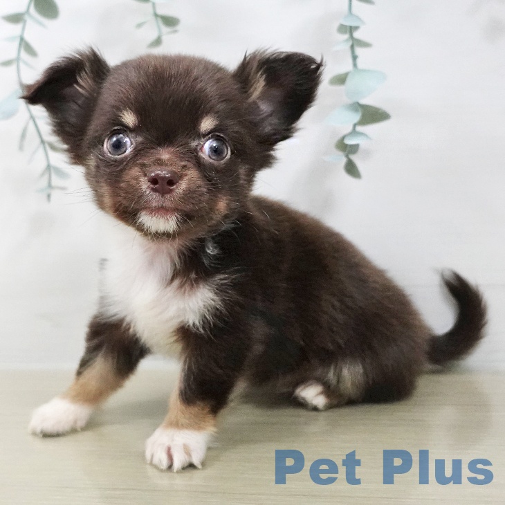 埼玉県のチワワ(ロング) (ペッツワン 浦和美園店/2025年12月17日生まれ/女の子/チョコレートタンホワイト)の子犬の1枚目の画像