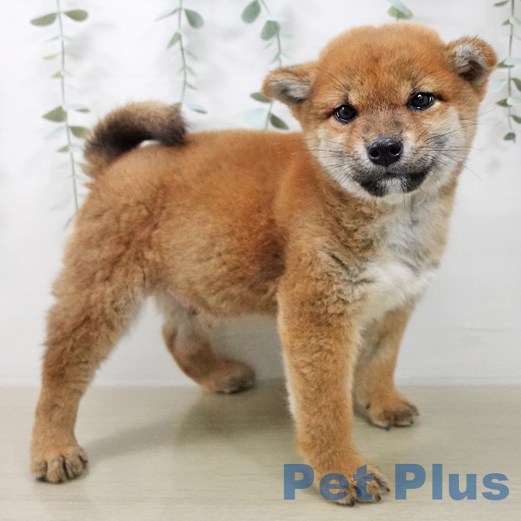 千葉県の柴犬(標準サイズ) (ペットプラス 幕張新都心店/2025年12月5日生まれ/男の子/赤)の子犬の2枚目の画像