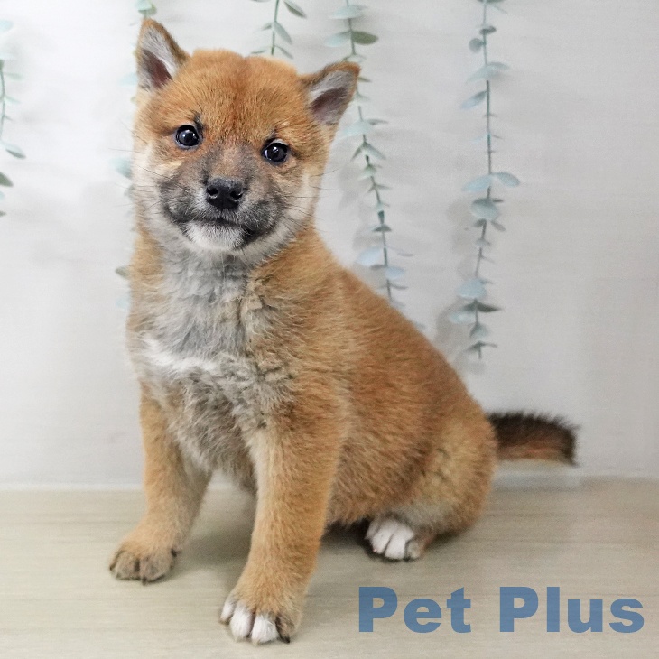 群馬県の柴犬(標準サイズ) (ペットプラス 前橋店/2025年12月16日生まれ/女の子/赤)の子犬の1枚目の画像