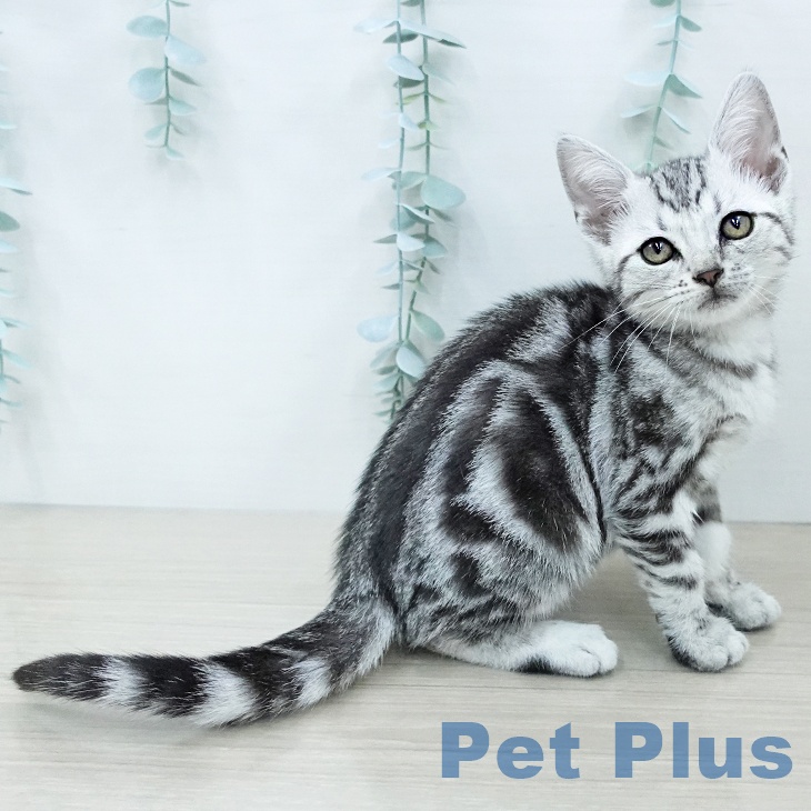 東京都のアメリカンショートヘアー (ペットプラス 立川高島屋S.C.店/2025年12月1日生まれ/女の子/シルバータビー)の子猫の2枚目の画像