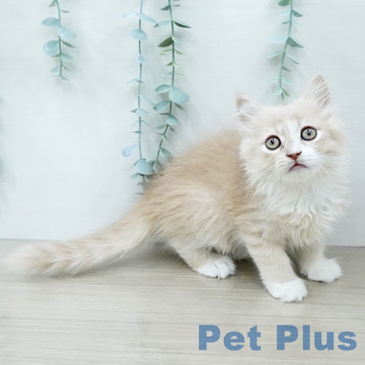 ミヌエットの写真2