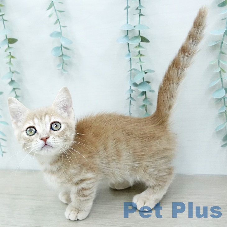 ミヌエットの写真2