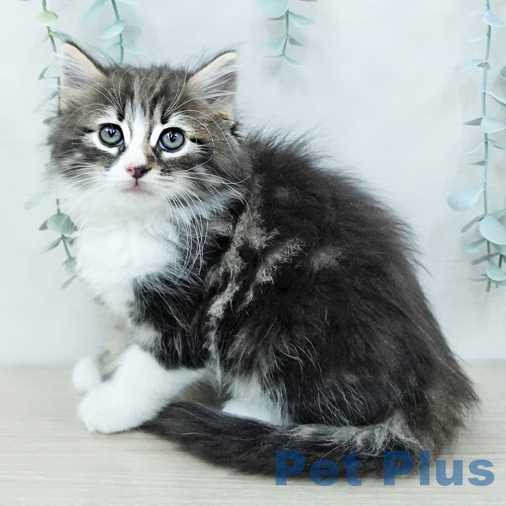 ノルウェージャンフォレストキャット