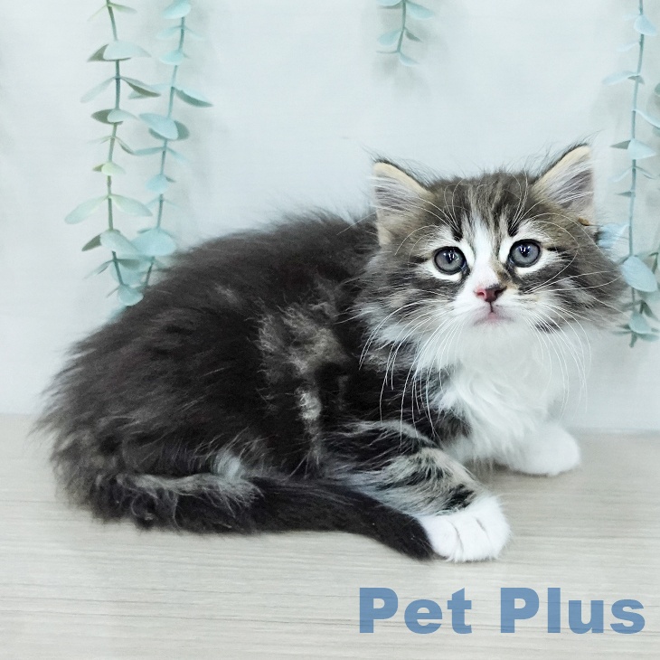 ノルウェージャンフォレストキャットの写真2