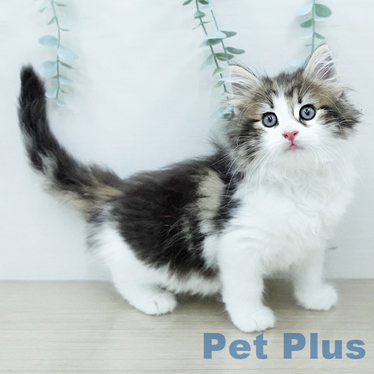 ノルウェージャンフォレストキャット