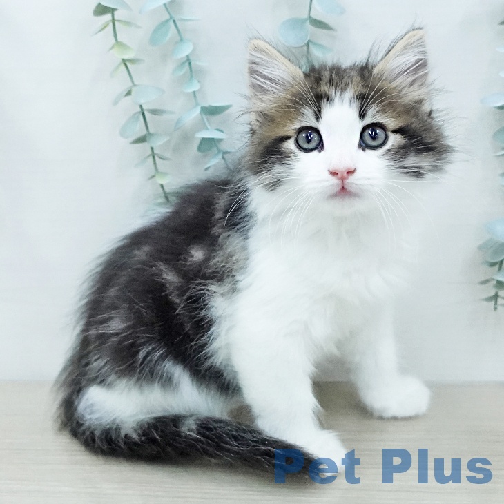 ノルウェージャンフォレストキャット