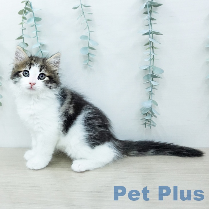 ノルウェージャンフォレストキャットの写真2