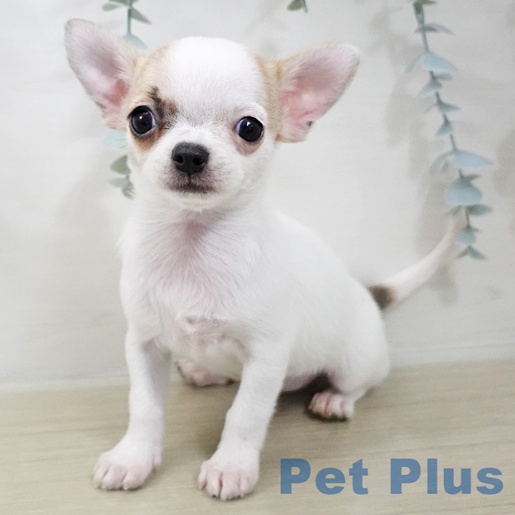 埼玉県のチワワ(ロング) (ペッツワン 浦和美園店/2025年12月16日生まれ/女の子/ホワイトフォーン)の子犬の1枚目の画像