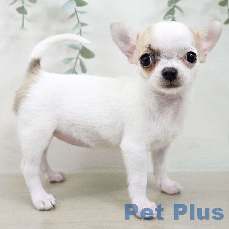 埼玉県のチワワ(ロング) (ペッツワン 浦和美園店/2025年12月16日生まれ/女の子/ホワイトフォーン)の子犬の2枚目の画像