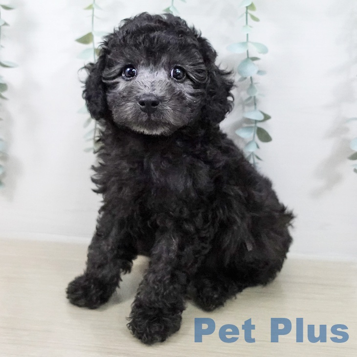 千葉県のトイプードル(トイ) (ペットプラス 船橋店/2025年12月17日生まれ/男の子/グレー)の子犬の1枚目の画像