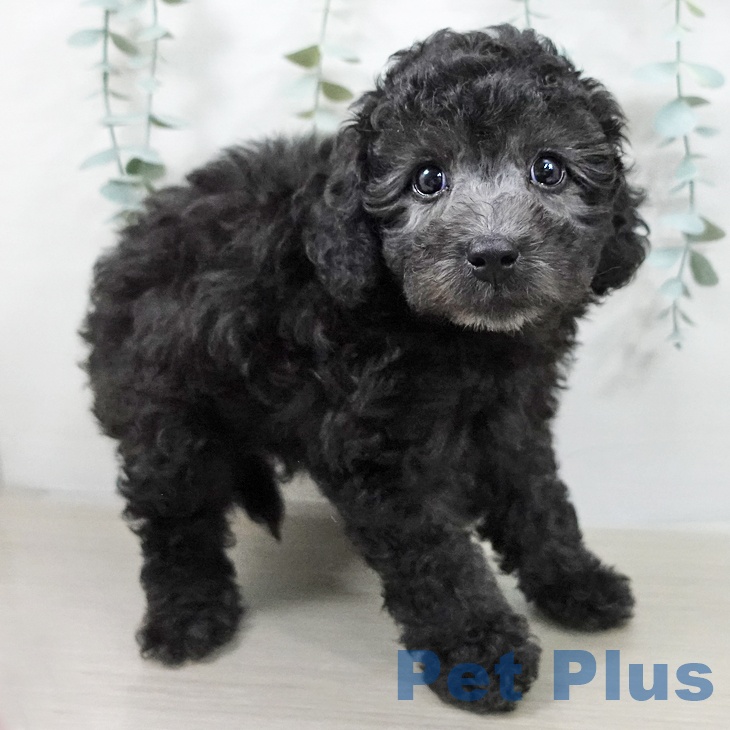 千葉県のトイプードル(トイ) (ペットプラス 船橋店/2025年12月17日生まれ/男の子/グレー)の子犬の2枚目の画像
