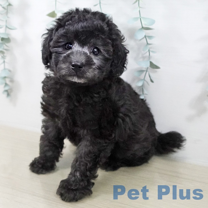 神奈川県のトイプードル(トイ) (ペットプラス 新百合丘店/2025年12月17日生まれ/男の子/グレー)の子犬の1枚目の画像
